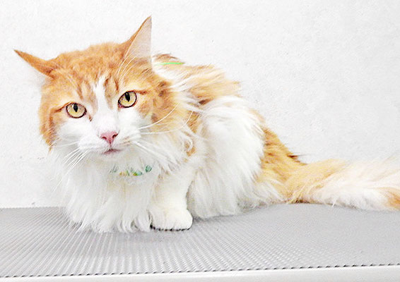 玉井ノエルちゃん