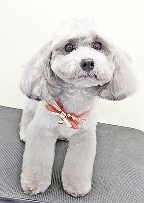 田中ロビンちゃん