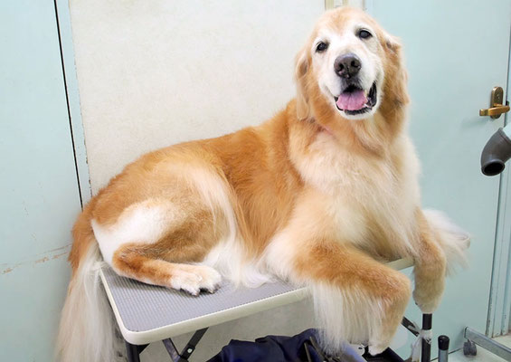 園田ファミレちゃん