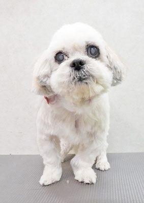 山本サランちゃん