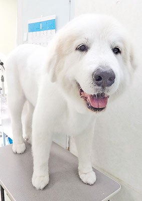 田代メイちゃん