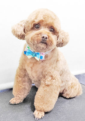 新屋敷コウちゃん