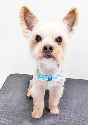 時任ココちゃん