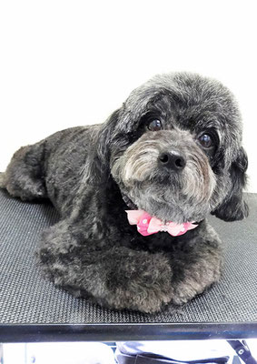 菅原クーちゃん