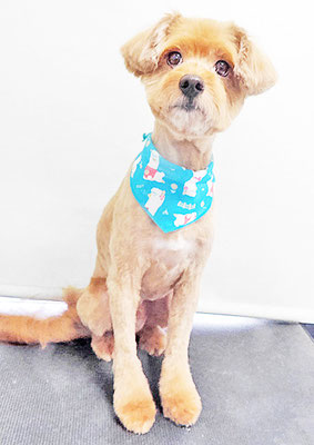 粟コロスケちゃん