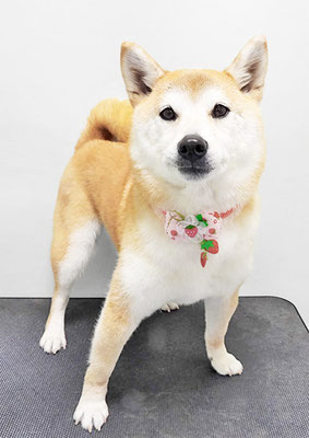 川﨑すももちゃん