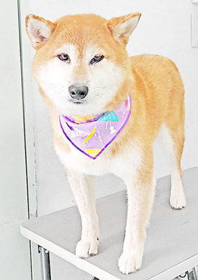 姶良レンちゃん