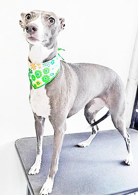 宮下レジーナちゃん