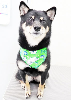 登あんこちゃん