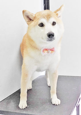 川﨑すももちゃん