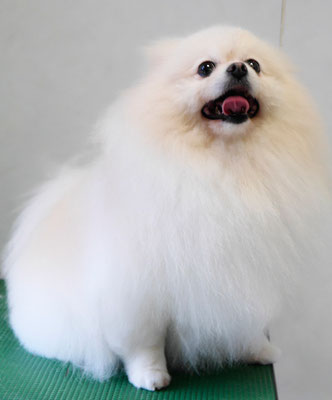 森崎ピュアちゃん