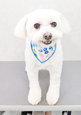 中山マルちゃん