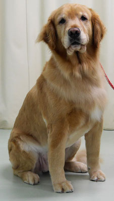 冨ヶ原シャンティちゃん