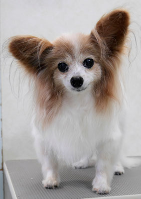 児島ヴィヴィアンちゃん