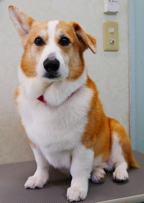 西方レオちゃん