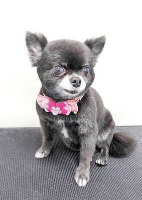 森崎シロちゃん