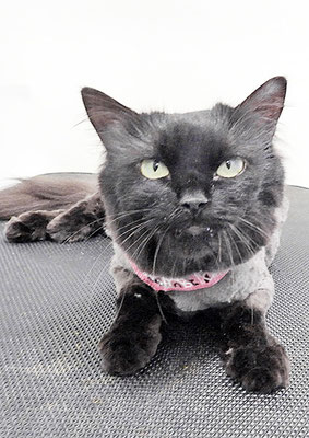 石田チョコちゃん