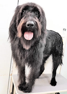 田代ロッティちゃん