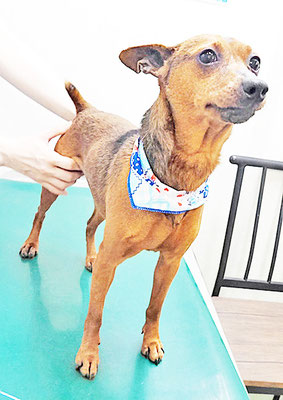 上福元ガルちゃん