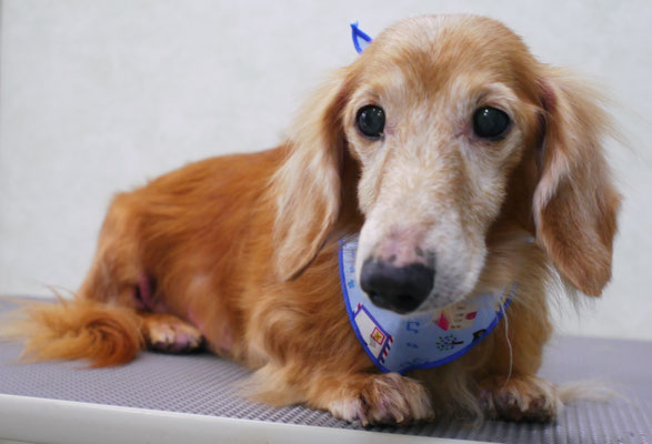 菅原キルちゃん