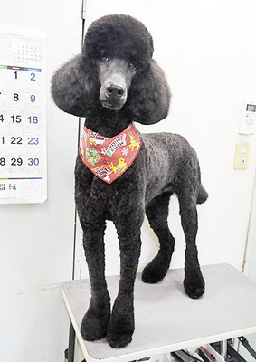 中野小豆ちゃん