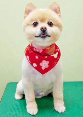 徳留クマちゃん