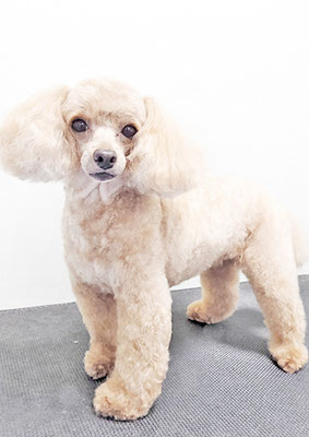 森崎ネネちゃん