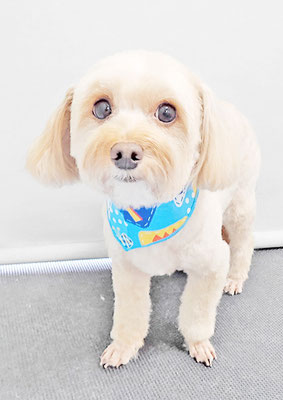 前原クッキーちゃん