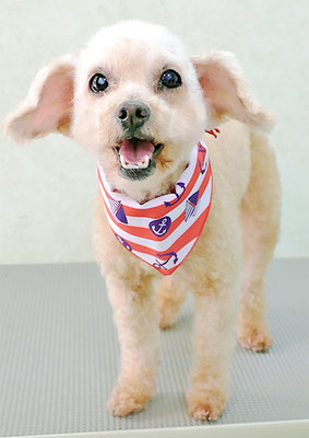 川原モップちゃん