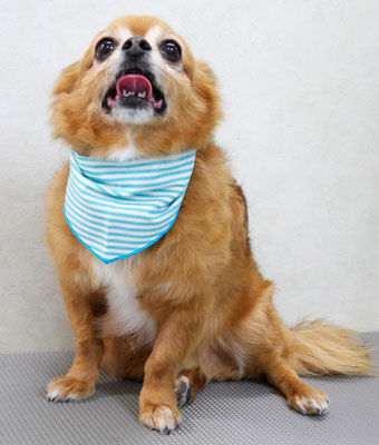 若松コロちゃん