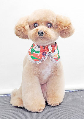 田淵マロンちゃん