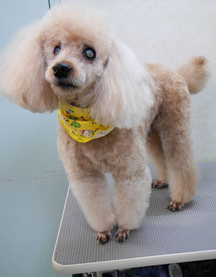 佐藤ナルトちゃん