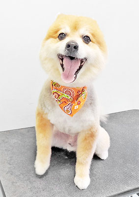 皆元シュワちゃん