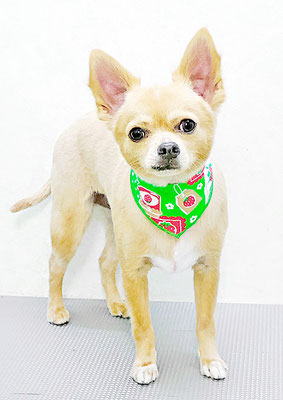 池田リブちゃん