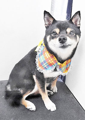 中尾あんずちゃん