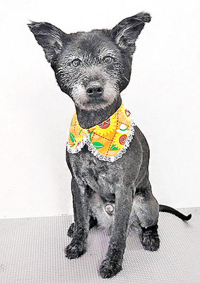 中田タロウちゃん