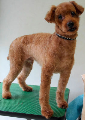 前田ソルファちゃん