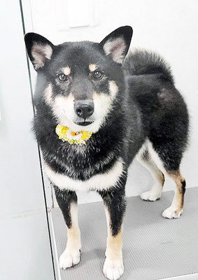 貴島ボタンちゃん