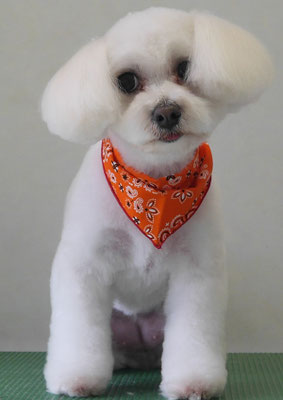 中島フワリちゃん