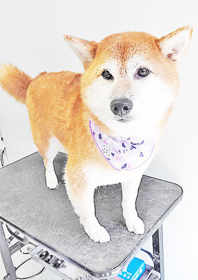 姶良レンちゃん