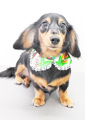 馬ラッキーちゃん