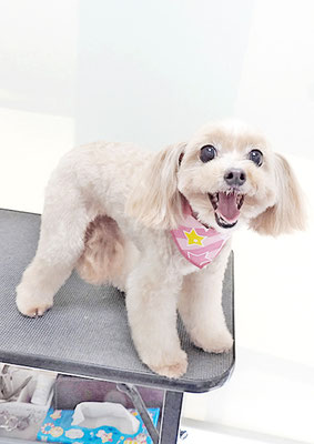 清正メイちゃん