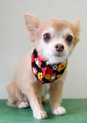 江上ベベちゃん