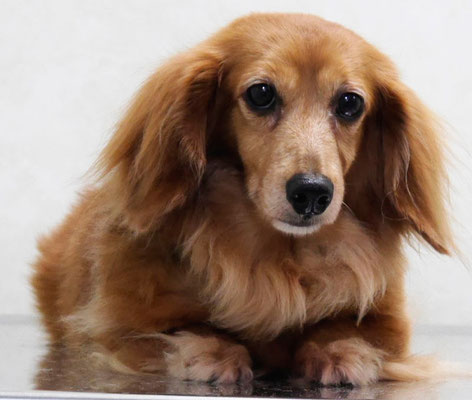 川吉モモちゃん