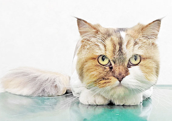 植松くるみちゃん