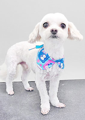 前原バニラちゃん