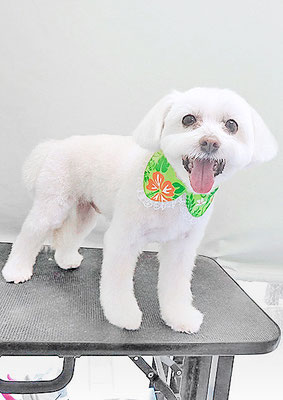 中山マルちゃん