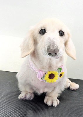 鳥越ハッピーちゃん