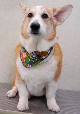 西方レオちゃん