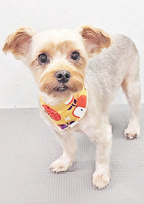 山口ポンズちゃん